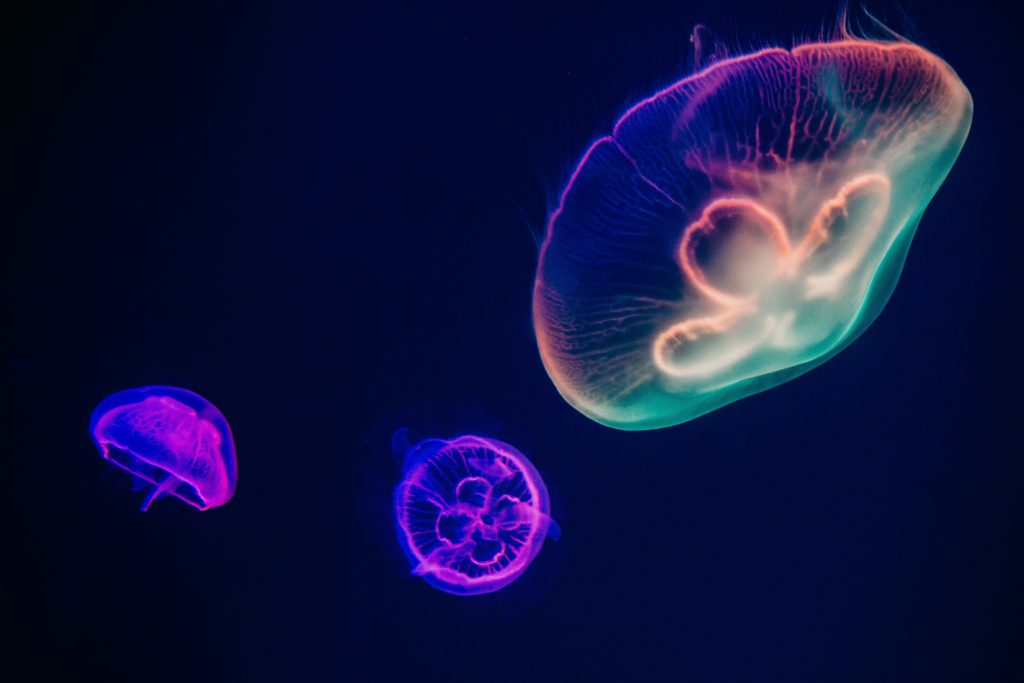 27 Best Family Activities in St Louis in 2022 9 The St Louis aquarium is a great family activity