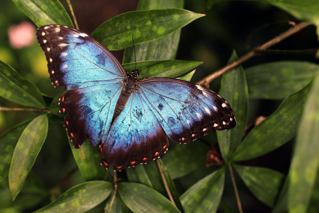 27 Best Family Activities in St Louis in 2022 10 Sophia M Sachs Butterfly House in St Louis