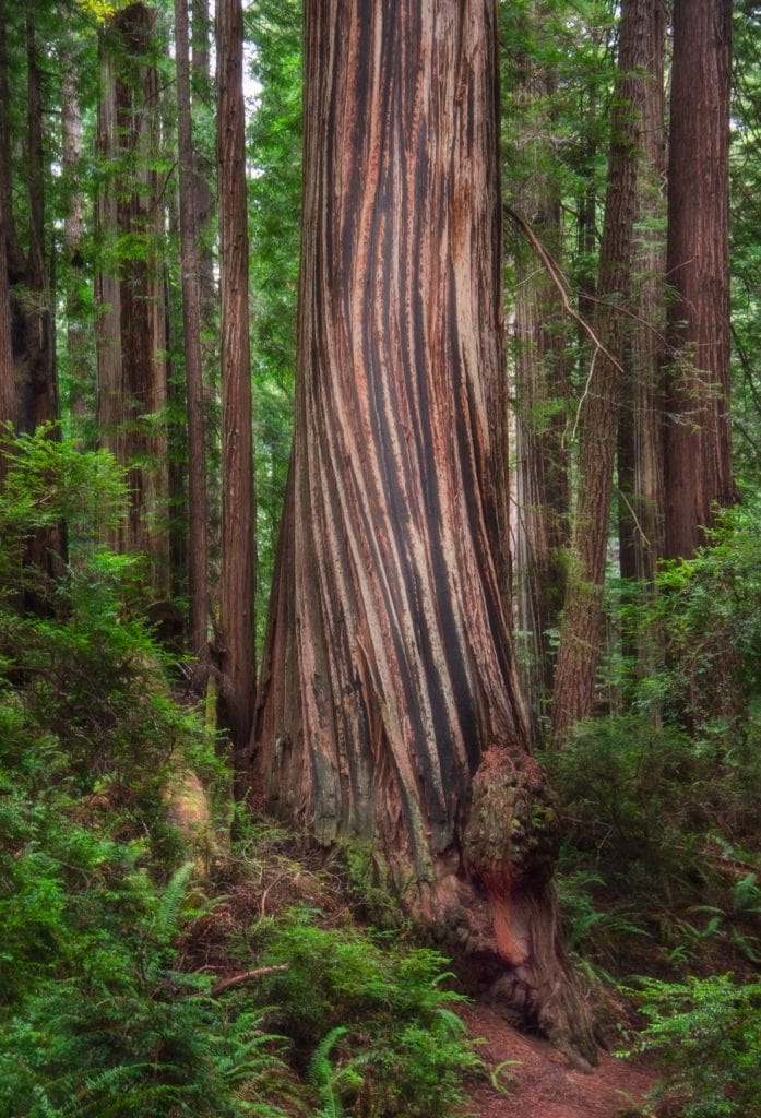 Redwoods trees in northern California