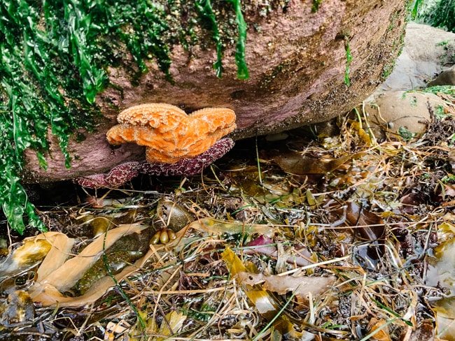 Sea stars in the tide pools near Devils Punchbowl in Oregon