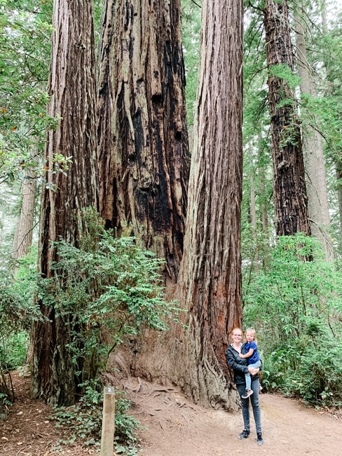 Redwood trees in the national parks in California