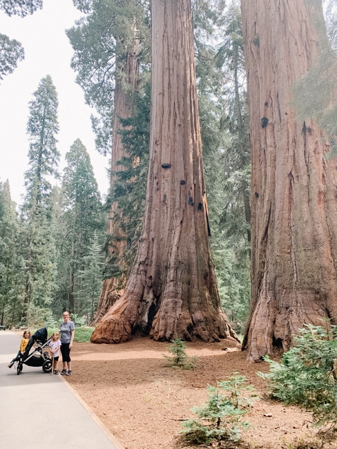 Sequoia National Park in California