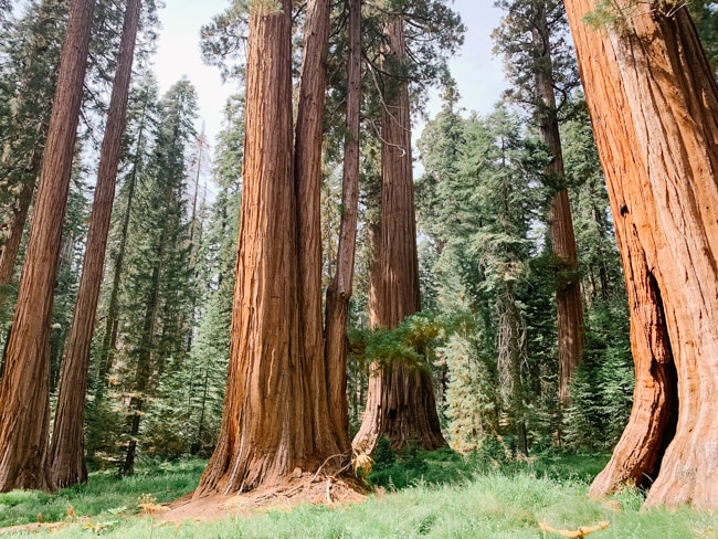 Sequoias in the national parks in California