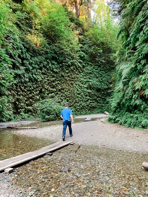 Fern canyon in one of the national parks in California