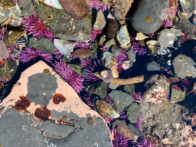 Tide pools in Newport, OR
