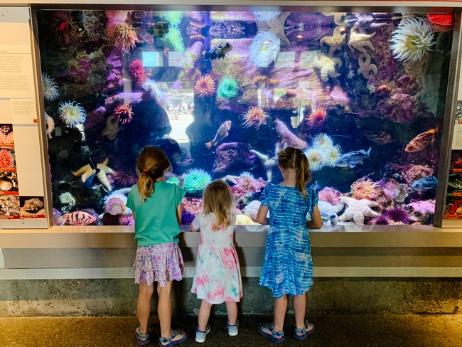 Visiting the Oregon Coast Aquarium is one of the fun things to do in Newport, Oregon