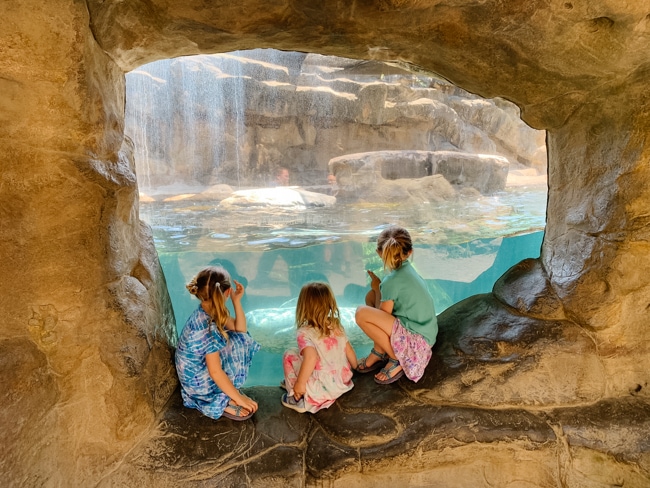 exhibit at the Oregon Coast Aquarium