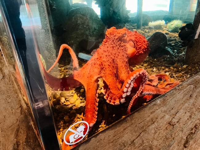 Octopus at the Hatfield Marine Science Center