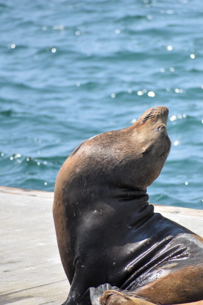 The Sea Lion Caves are a popular tourist attraction on an Oregon Coast road trip