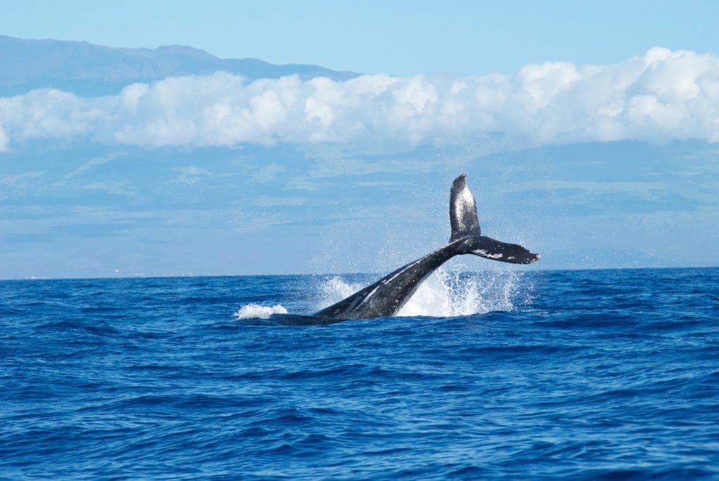 Grey whale off the coast near Newport, Oregon