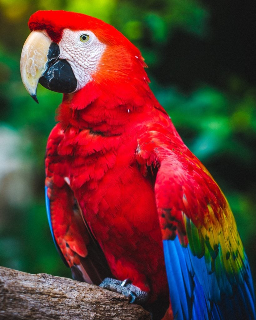 Macaw in the Newport Discovery Zoo