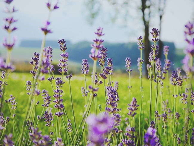 Lavender plants in the Hood River near Portland, Oregon