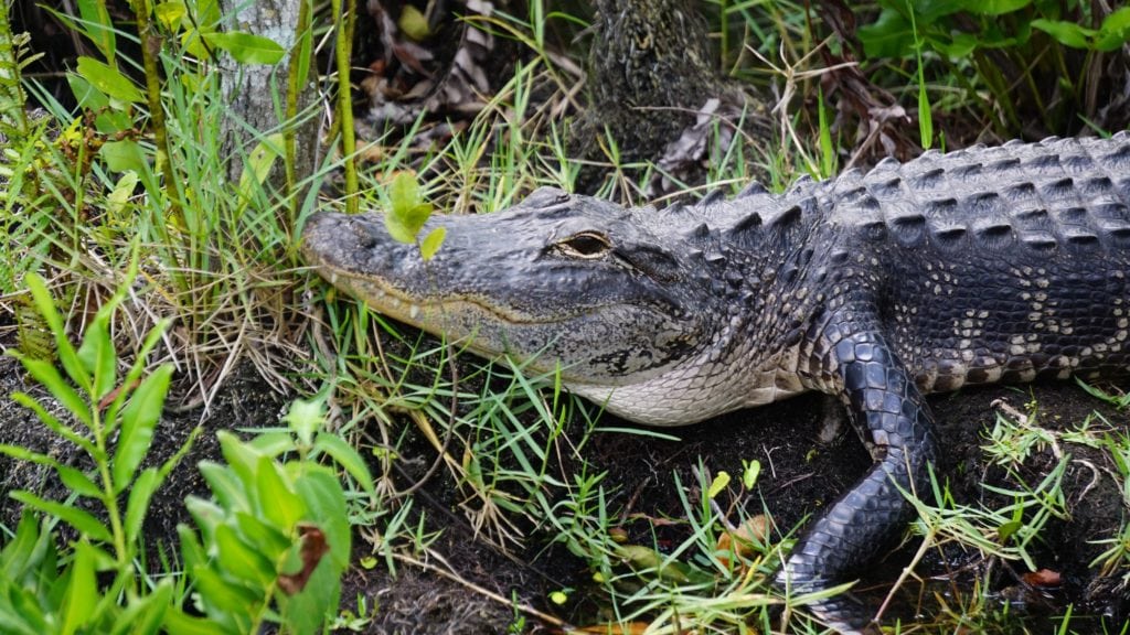 Alligator