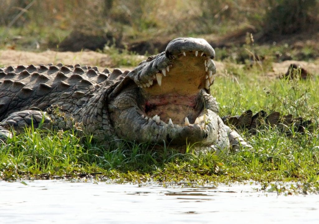Crocodile seen during the best everglades boat tours
