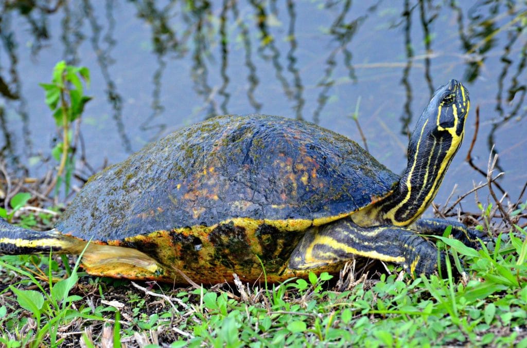 You will see lots of wildlife during the best everglades boat tours