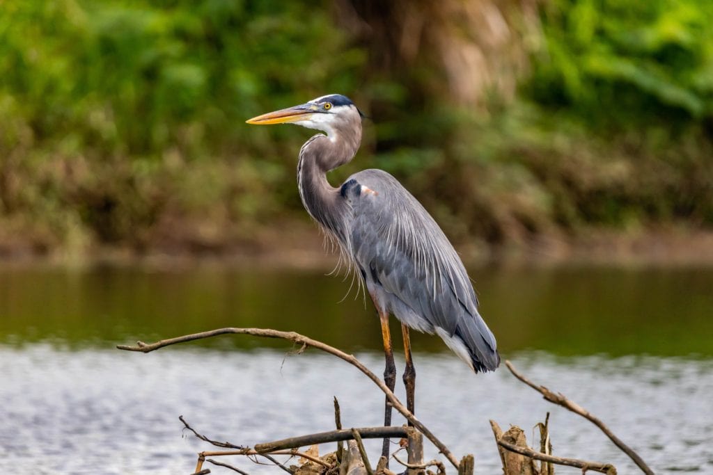 You will see lots of wildlife during the best everglades boat tours