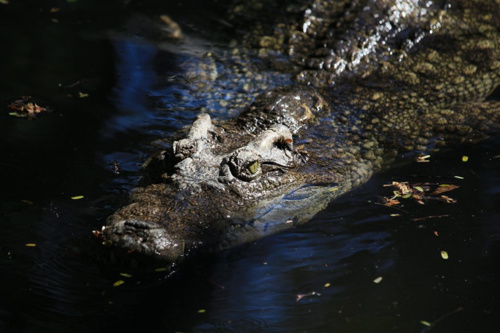 Alligator