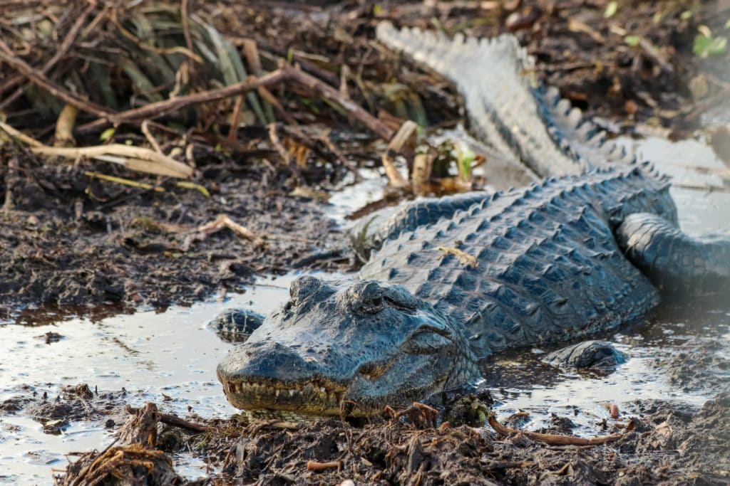 Alligator