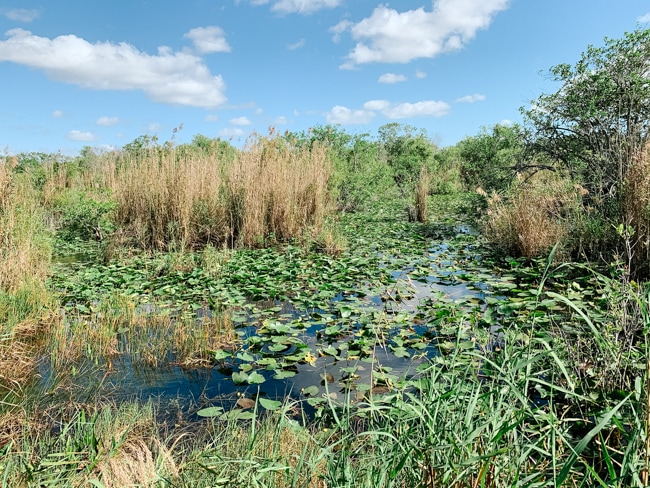 View of the Everglades during a boat tour