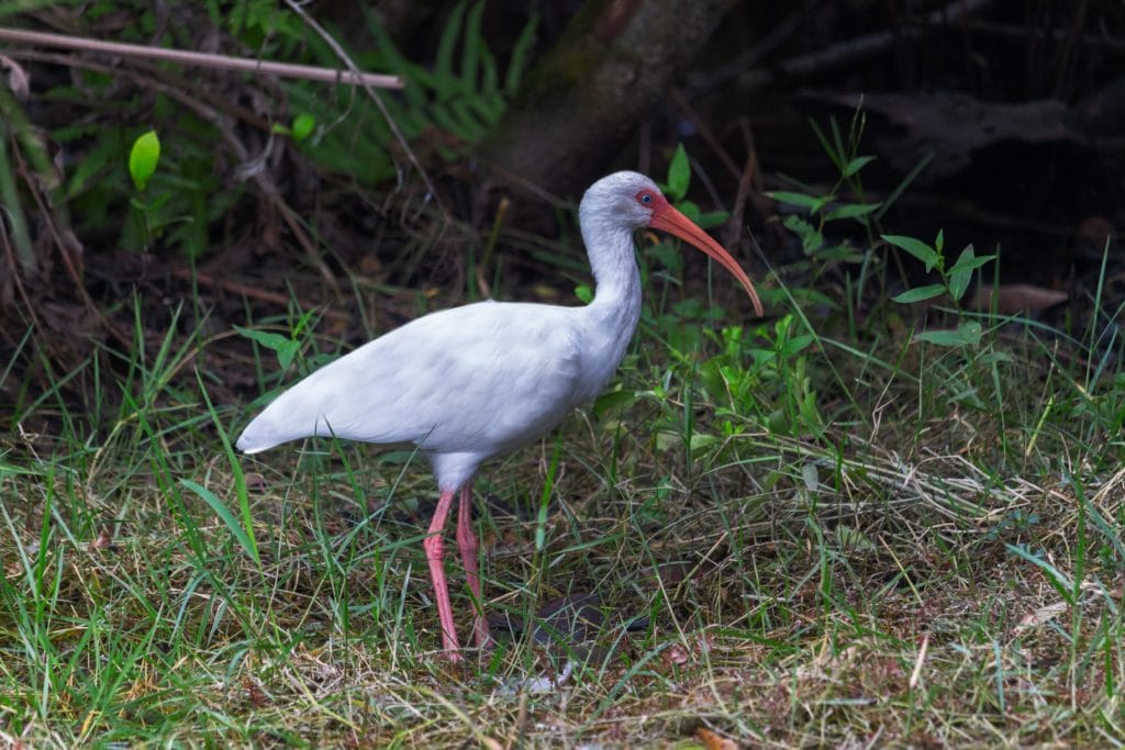 Wildlife seen during the best everglades boat tours