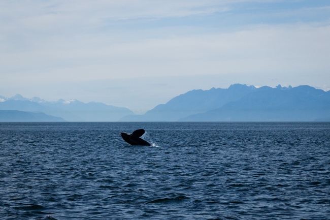 Whale watching is one of the best things to do in Cannon Beach.
