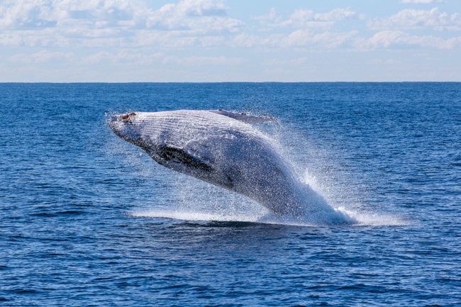 Grey whale in Washington