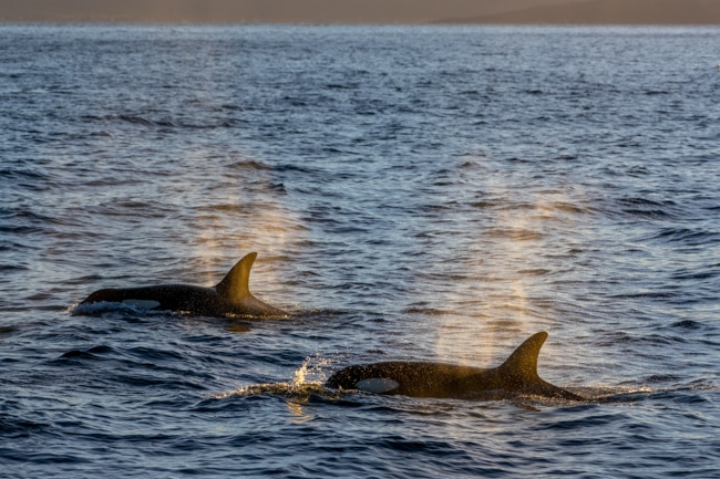 A popular place for Orca whale watching in Washington is in Anacortes