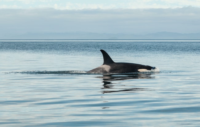 Whale watching in Anacortes Washington