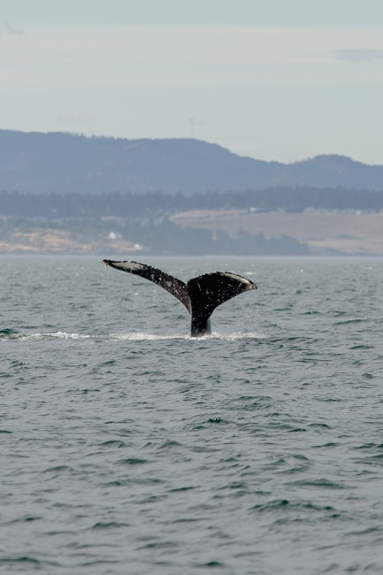 Orcas Island is a popular place for Orca whale watching in Washington