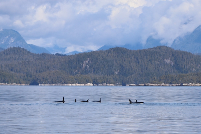 Orca whales in Washington