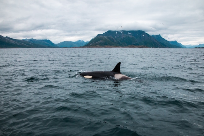 Orca whale in Washington