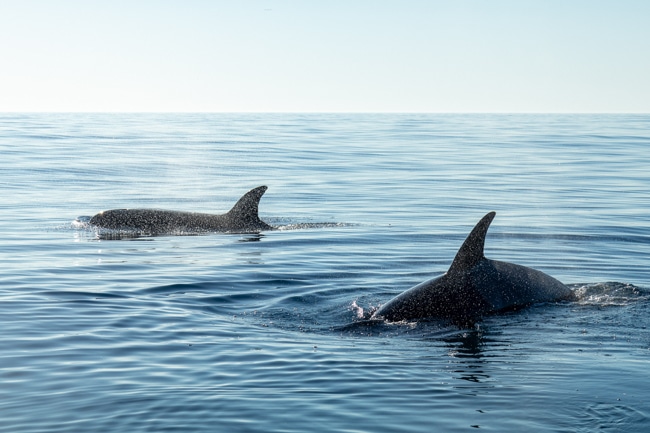 Whales