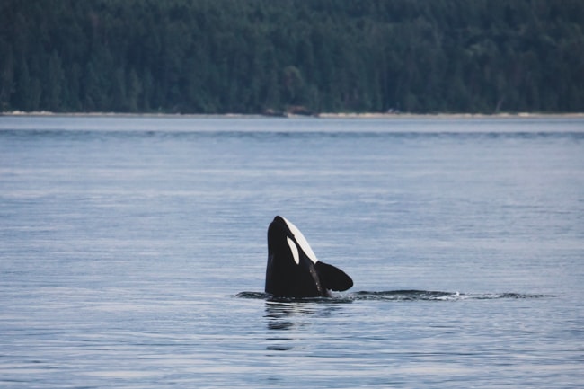 Orca whale in the San Juan Islands