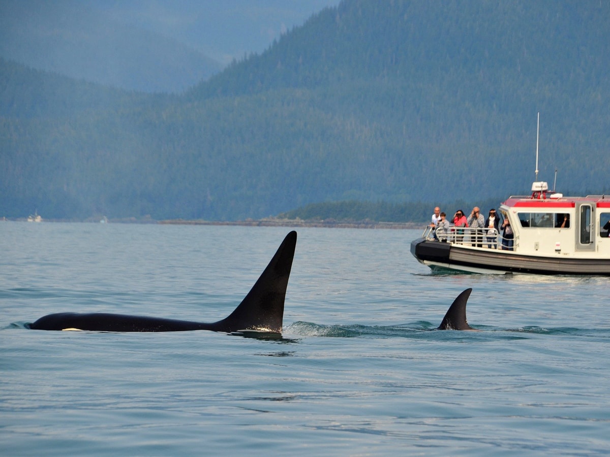 12 Best Places for Orca Whale Watching in Washington [2024] CS Ginger