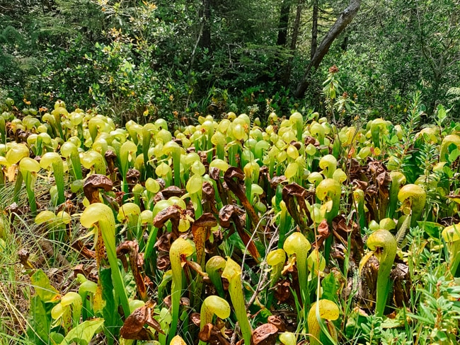 One of the unique things to do is visit Darlingtonia State Natural Site