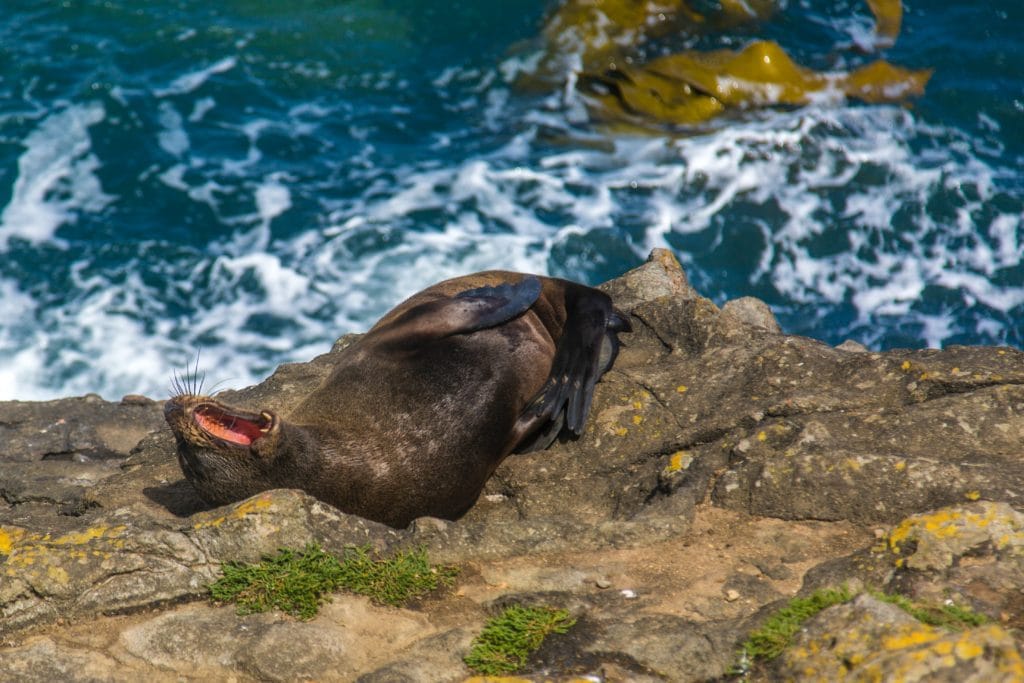 Sea Lion Cave near Florence, Oregon