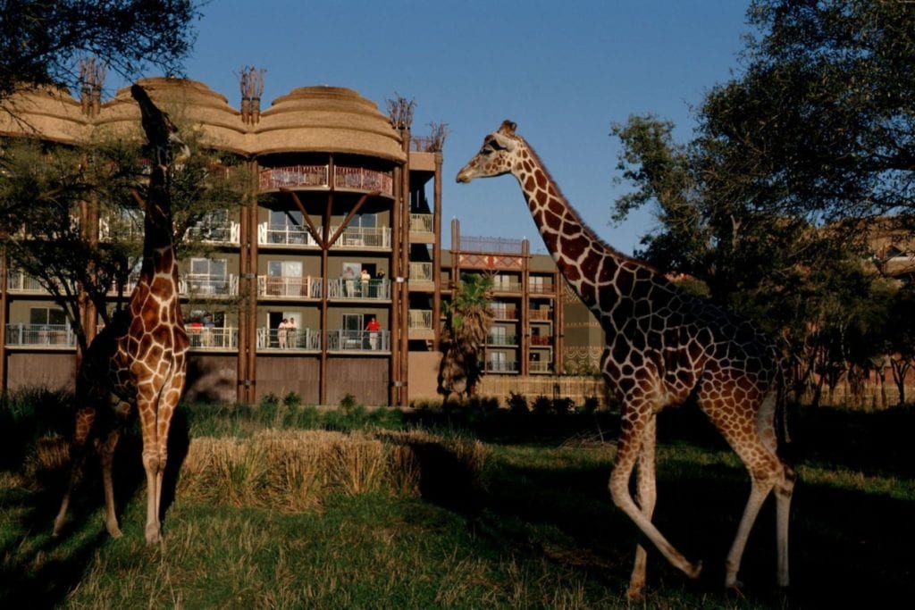 Animals outside the rooms at the Animal kingdom lodge, on of the options for where to stay in Orlando