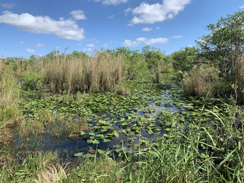 Everglades in Florida