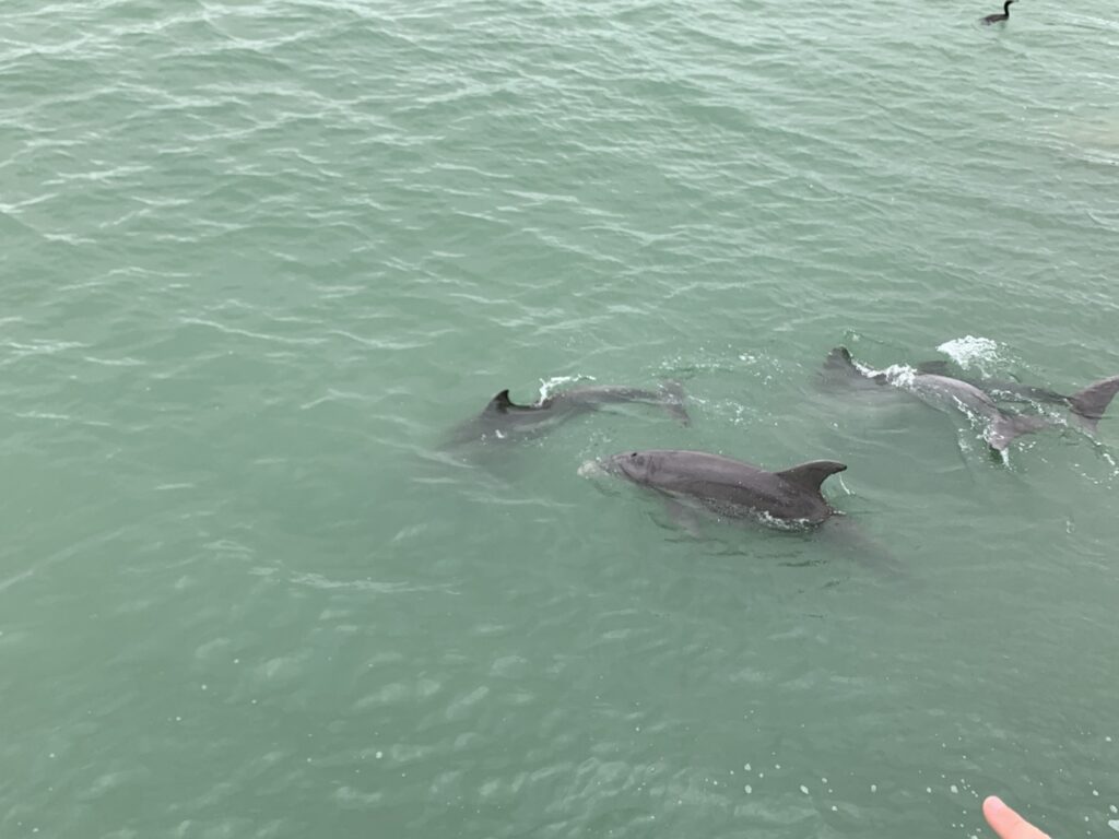 Dolphins near St. Augustine, Florida