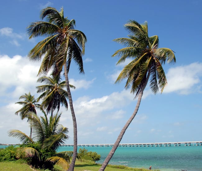 Palm trees in the Keys