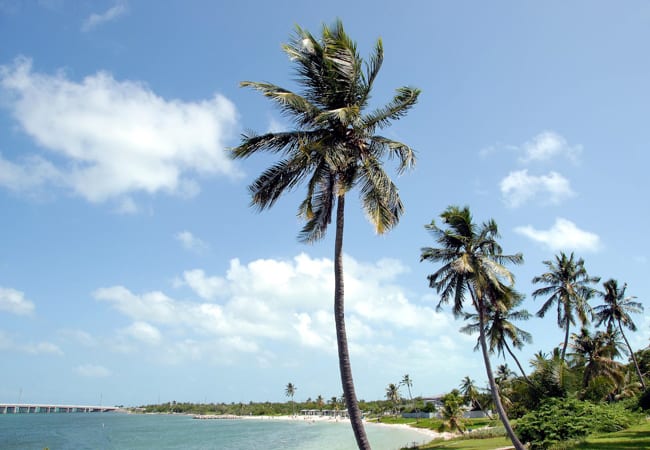 Palm tree in the Keys