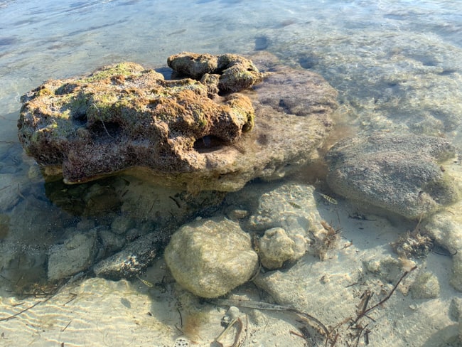 Small fish in the ocean