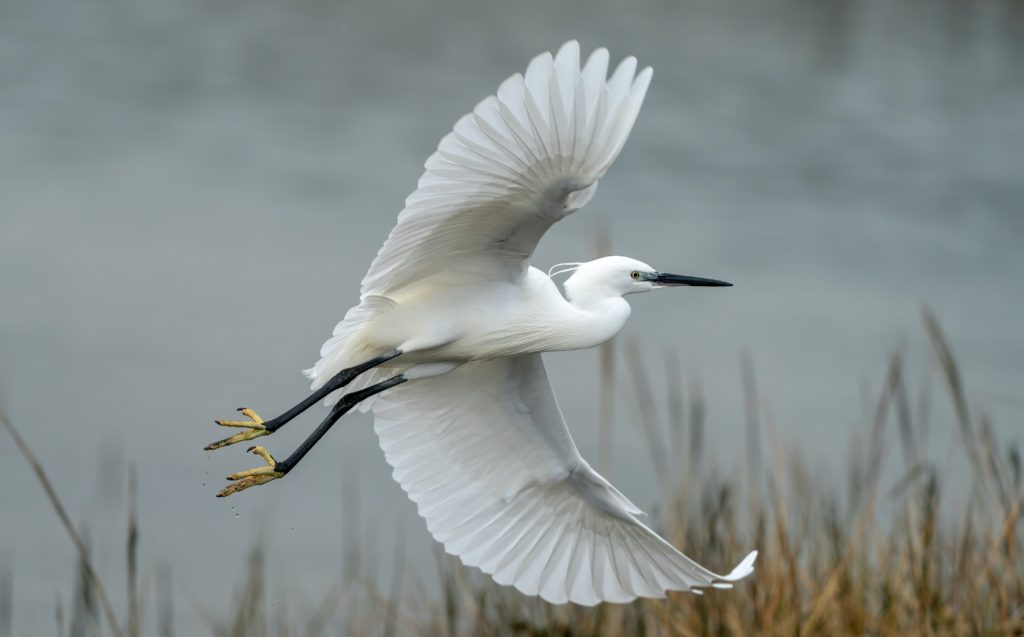 A bird at the Bear Lake National Wildlife Refuge