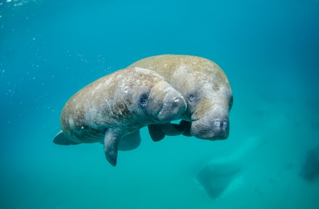 You can see the manatees in the Crystal River as part of a day trip from Orlando