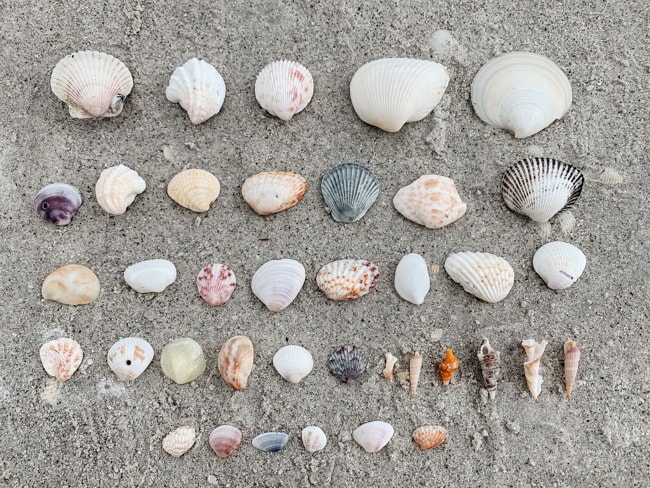 Shells from Sanibel Island in Florida
