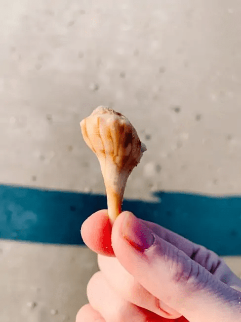 Shell on the St. Augustine beach