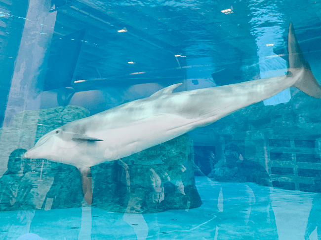 Marineland Dolphin Adventure in St. Augustine