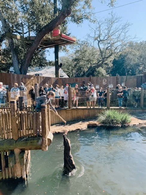 The St Augustine Alligator Farm Zoological Park is one of the best things to do in St Augustine with kids