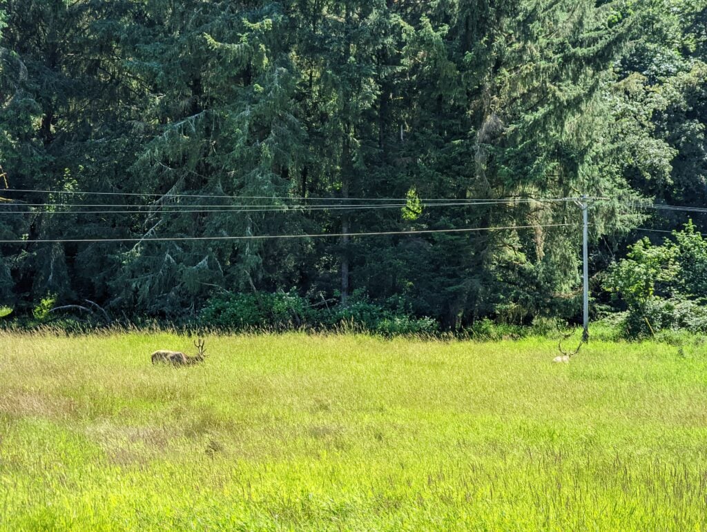 Elk in the Dean Creek Elk Viewing Area