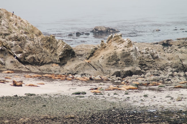 Sea lions in Coos Bay, Oregon